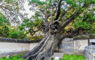 園林人必須知道的古樹名木政策