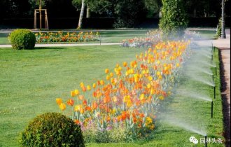 澆水學(xué)三年，苗木澆水的學(xué)問大著呢！